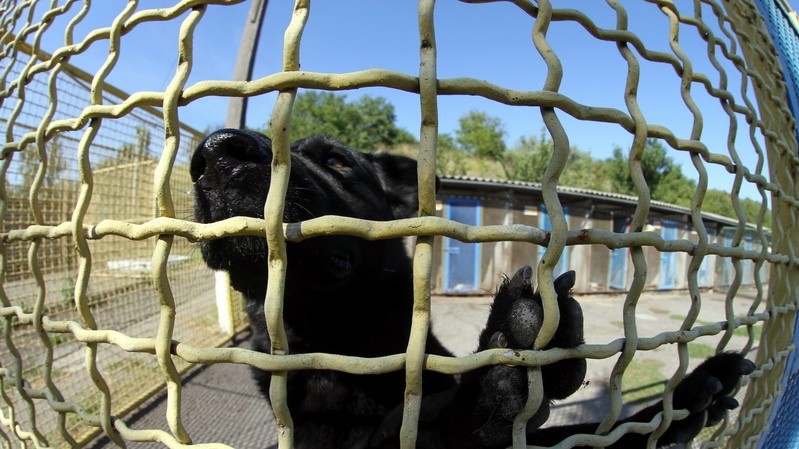 Собаки кинологического центра