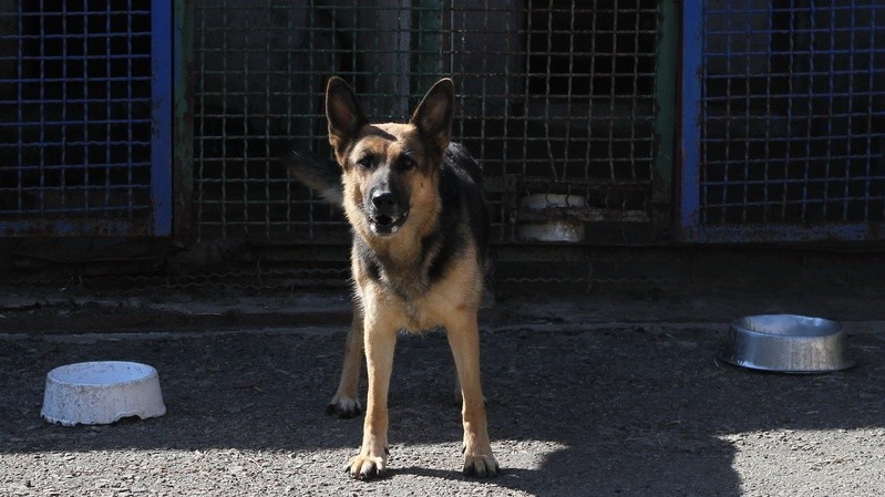 Собаки кинологического центра