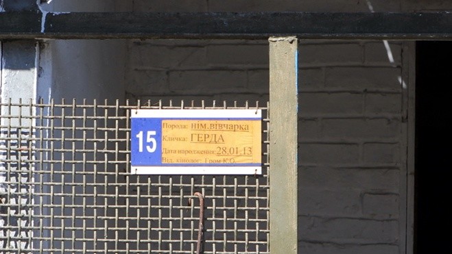 Собаки кинологического центра