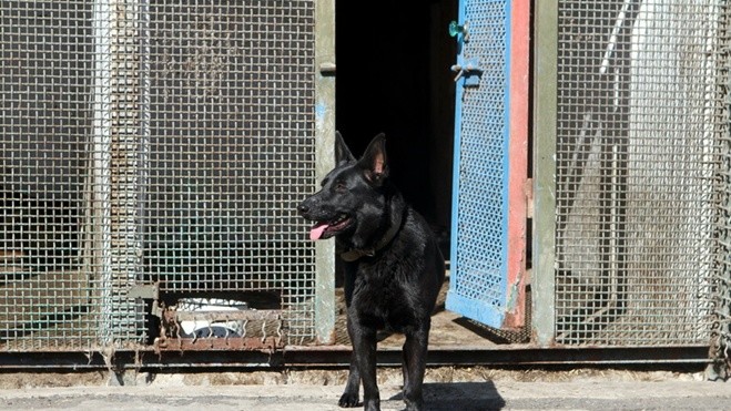 Собаки кинологического центра