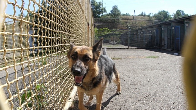 Собаки кинологического центра