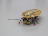 Вчені розроблять рій автономних роботів, які можуть виконувати бойові завдання.