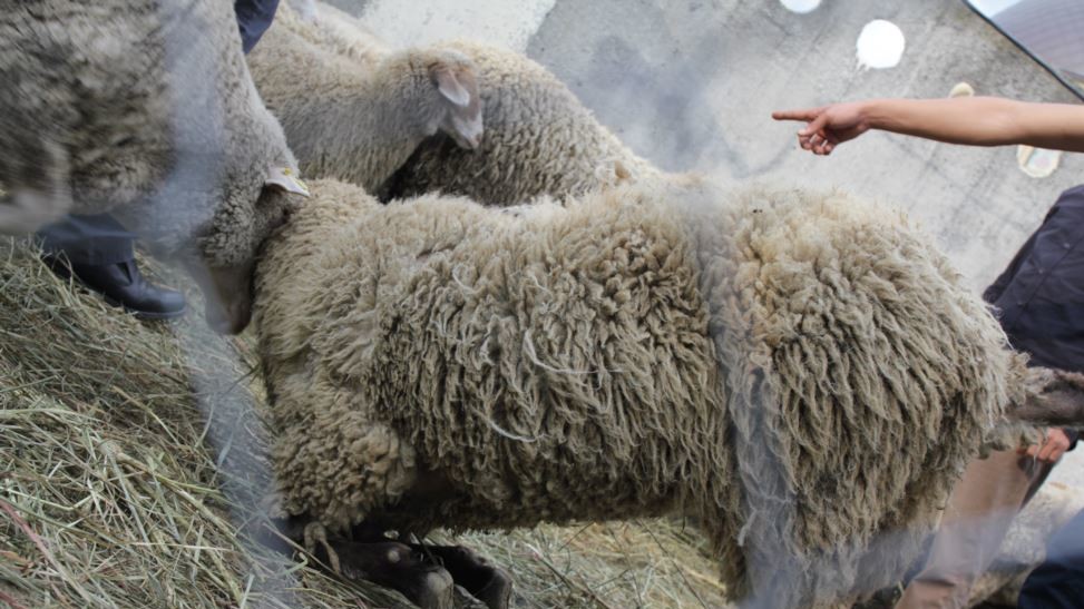 Курбан-Байрам в Києві