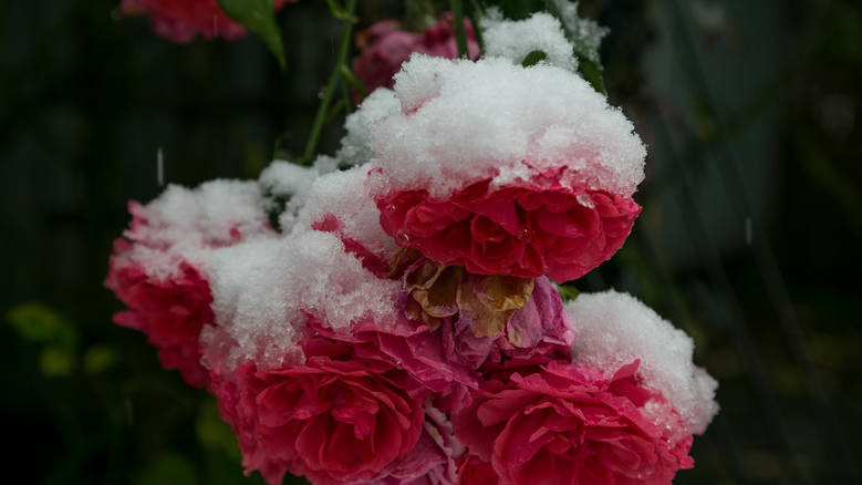 Сніг у Польщі