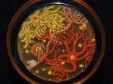 Картины из бактерий