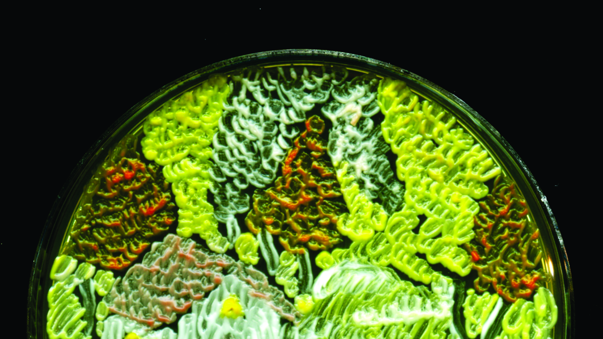 Картини з бактерій