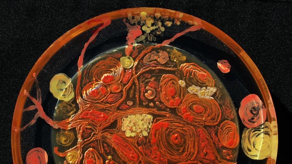 Картини з бактерій