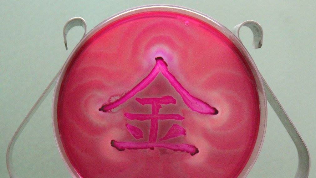 Картини з бактерій