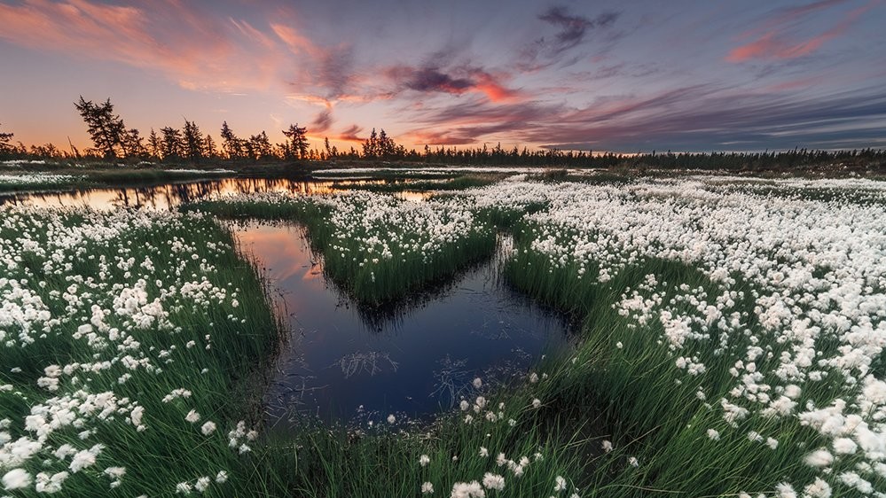 Хлопковое поле. Автор Камил Нуреев