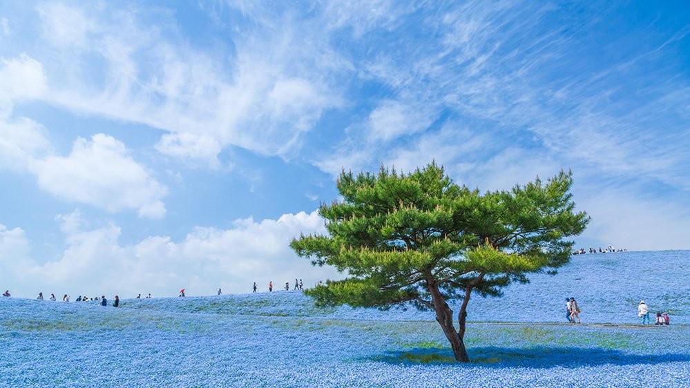 Голубая вселенная. Автор Хироки Кондо