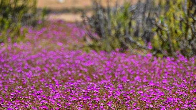 Пустеля в Чилі цвіте