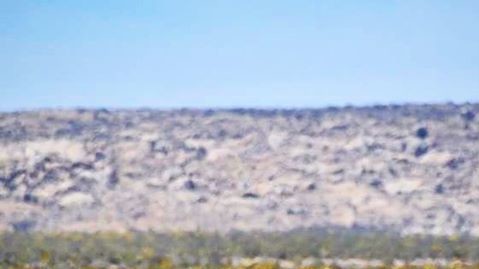 Пустеля в Чилі цвіте