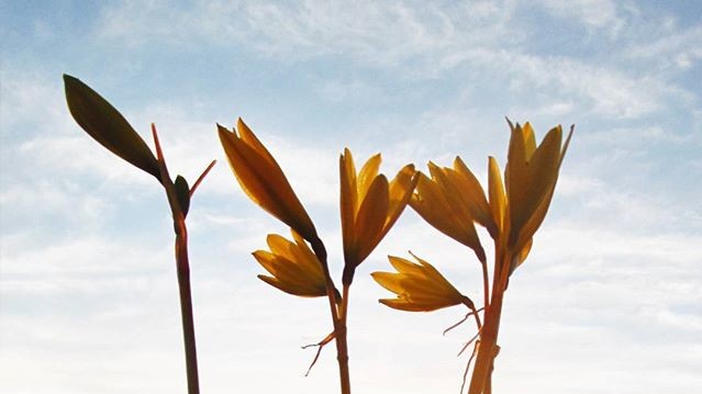 Пустеля в Чилі цвіте