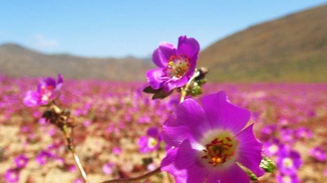 Пустеля в Чилі цвіте