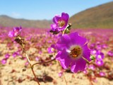 Пустыня в Чили цветет