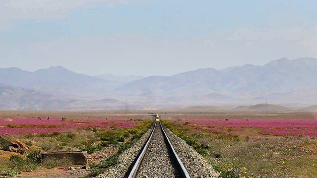 Пустеля в Чилі цвіте
