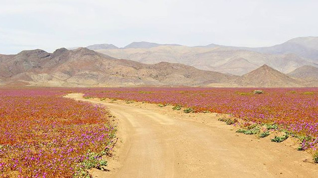 Пустеля в Чилі цвіте