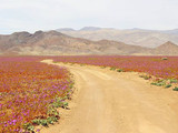 Пустеля в Чилі цвіте