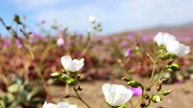 Пустеля в Чилі цвіте