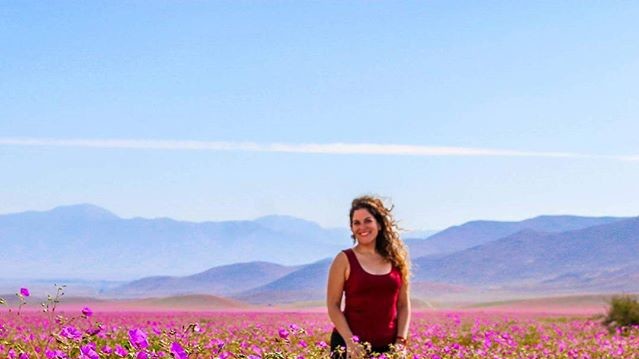 Пустеля в Чилі цвіте