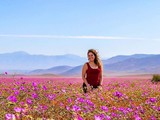 Пустыня в Чили цветет