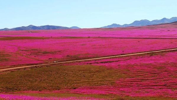 Пустеля в Чилі цвіте