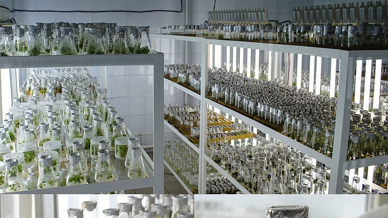 Коллажи. Лаборатория микроклонального размножения растений. Автор Almanahe~ukwiki