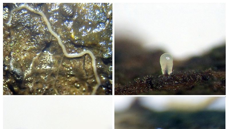 Коллажи. Фрагмент жизненного цикла миксомицета Comatricha nigra. Автор Kateryna Kot