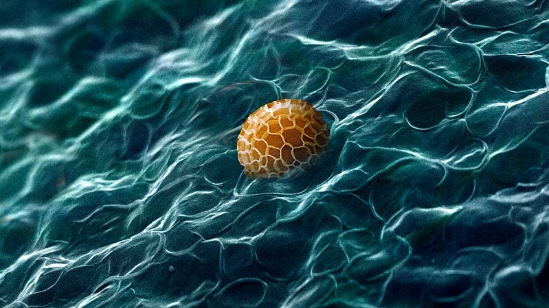 Микроскопия. Внутренняя оболочка спорангия редкого миксомицетаTubifera dudkae покрыта складками. Автор Дмитрий Леонтьев