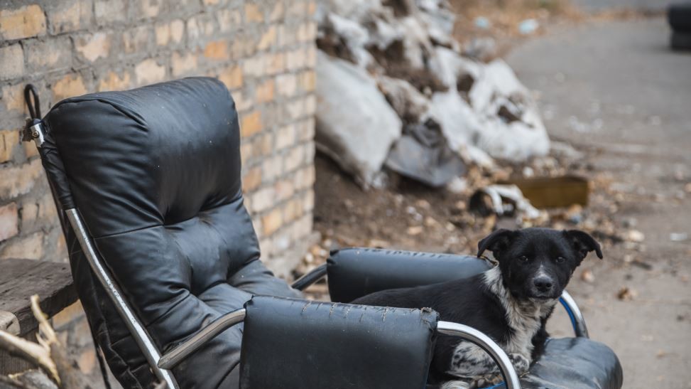 Собака на українському блокпосту