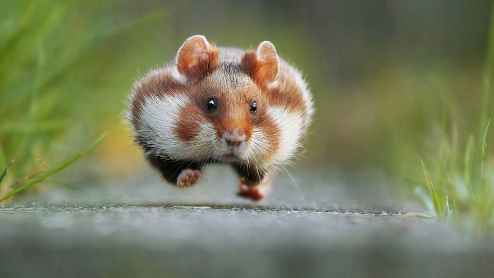 Автор Julian Ghahreman-Rad