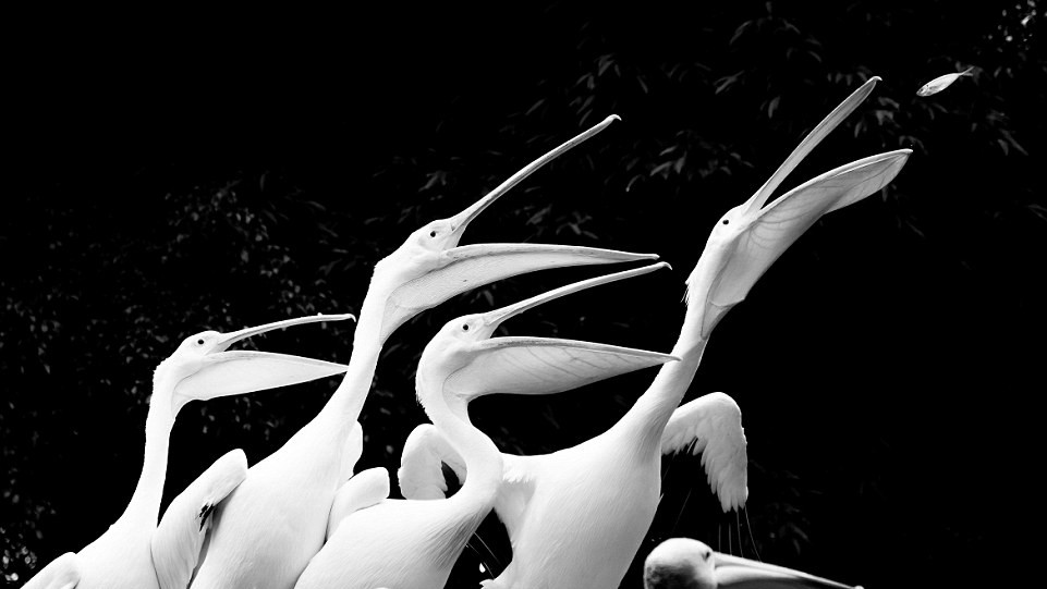 Автор Nikhil Rasiwasia