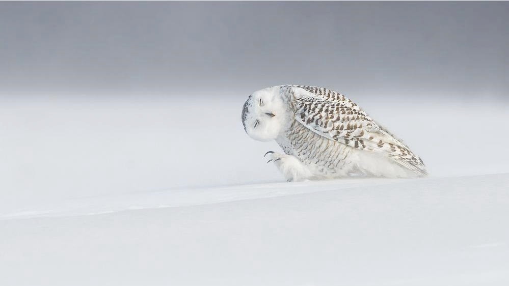 Фото DOMINIC ROY