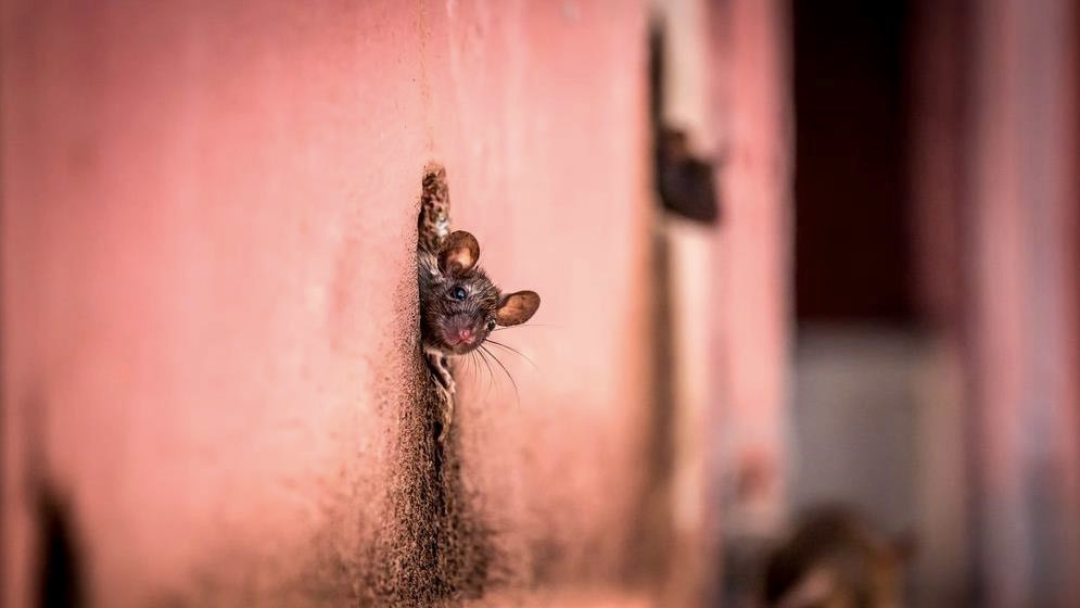 Фото CEZARY WYSZYNSKI