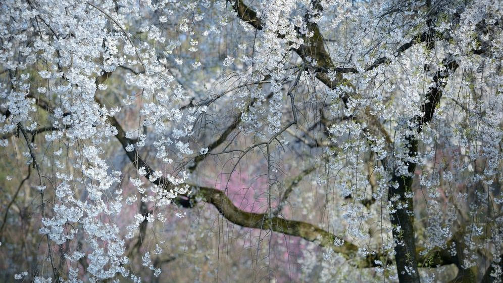 Фото  YUKIO MIKI