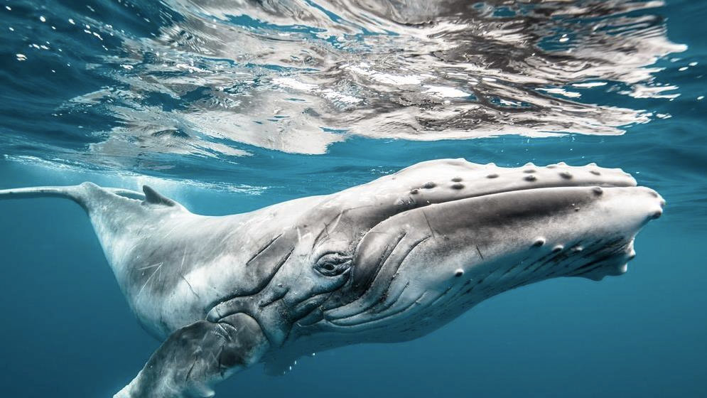 Фото KARIM ILIYA