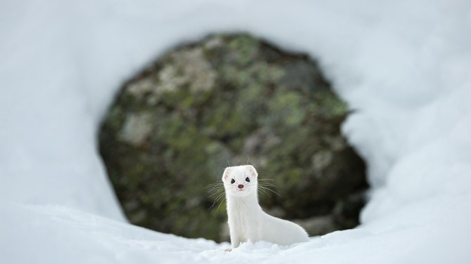 Фото  STEFANO UNTERTHINER