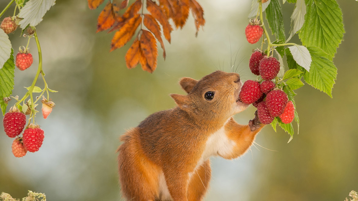 Фото Geert Weggen