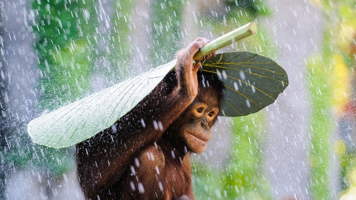 Фото Andrew Suryono. "Природа"