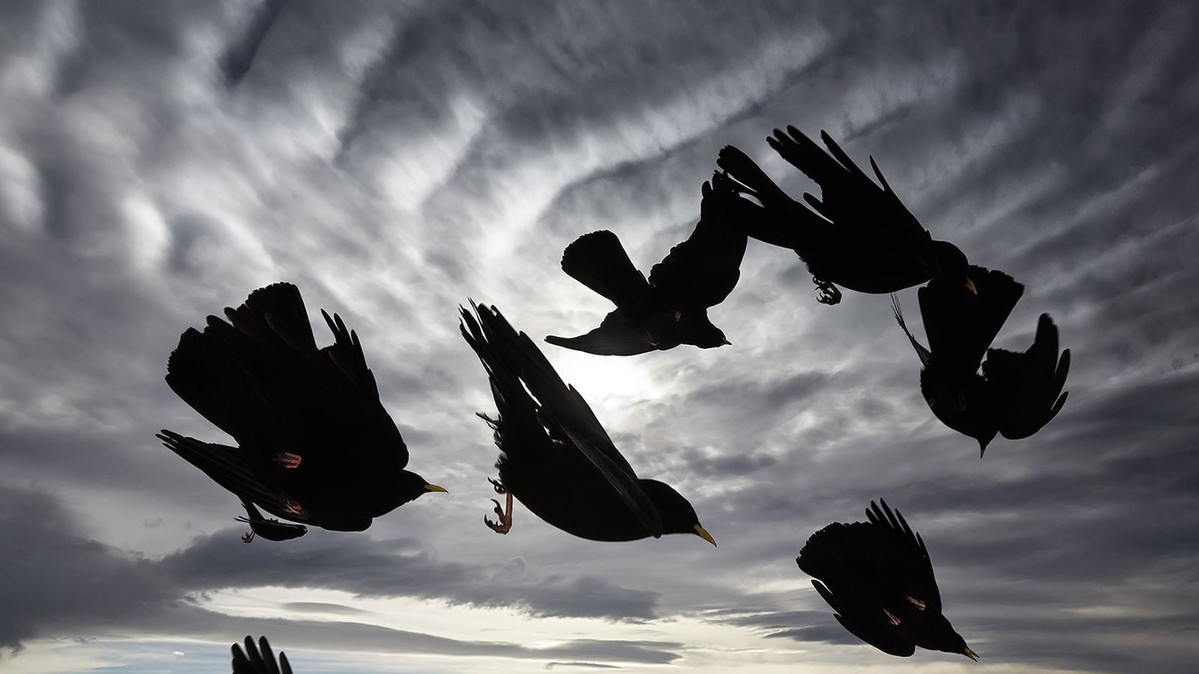 Фото Alessandra Meniconzi. "Природа"