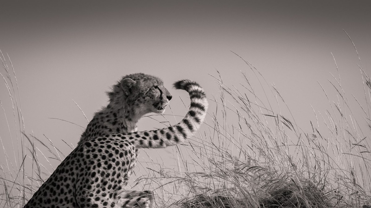 Фото Mohammed Yousef. "Природа"