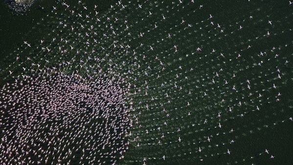 Martin Harvey, Corbis. Озеро Богорія в Кенії