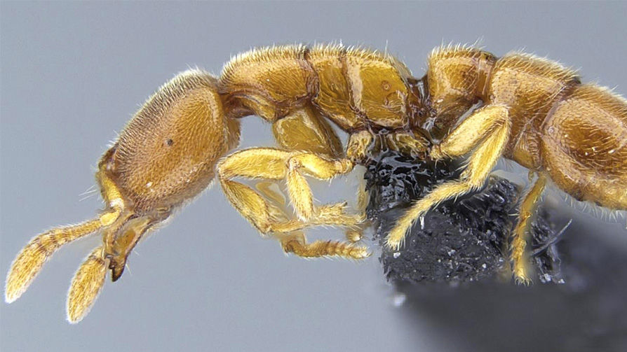 Муравей — представитель рода Prionopelta Dracula. Муравьи кусают своих молодых сородичей и пьют их гемолимфу — жидкость, выполняющую функции крови