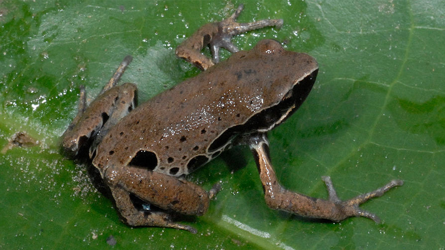 Лягушка Cardioglossa congolia
