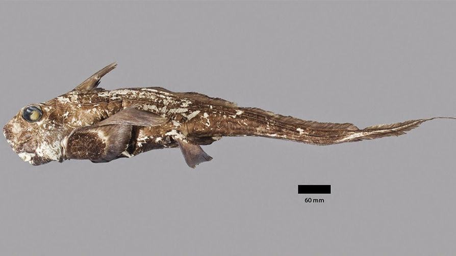 Химера Chimaera carophila, найденная у берегов Новой Зеландии