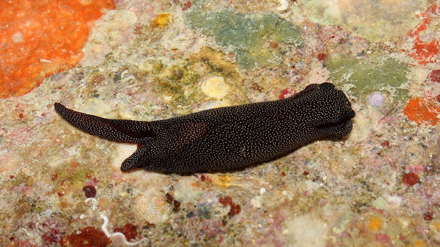 Голожаберный моллюск Chelidonura alexis