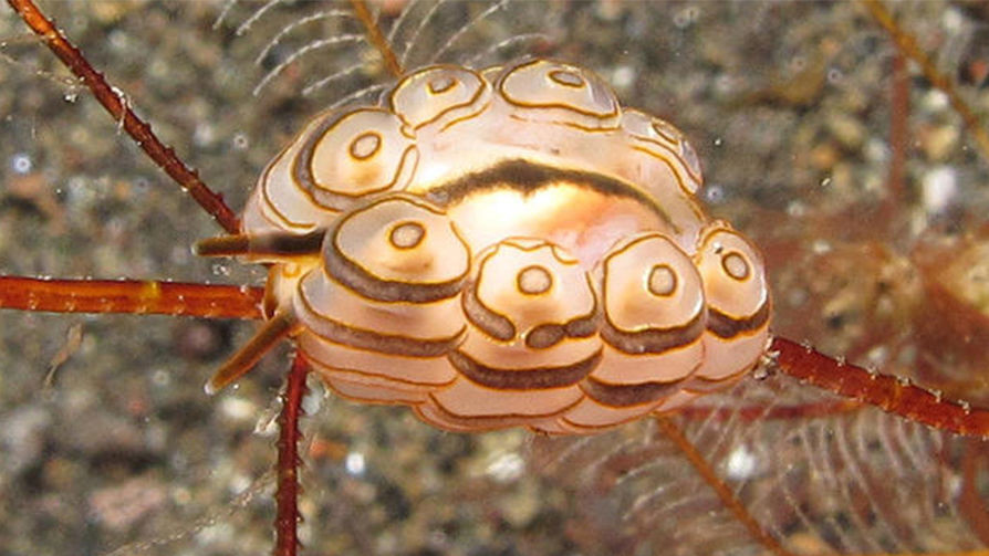 Голожаберный моллюск Doto greenamyerinew