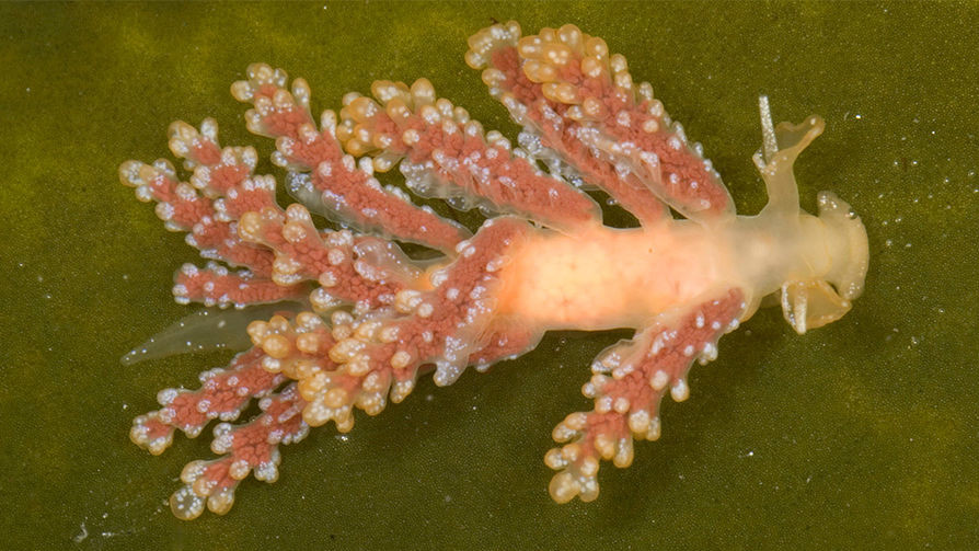 Голожаберный моллюск  plendidisim