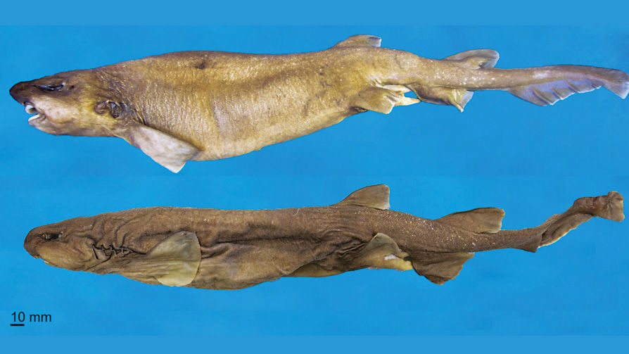 Кошачья акула Buthaelurus naylori