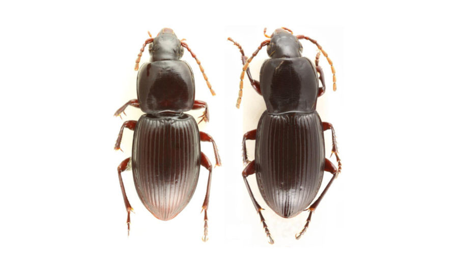 Жук Chaetodactyla rainioae